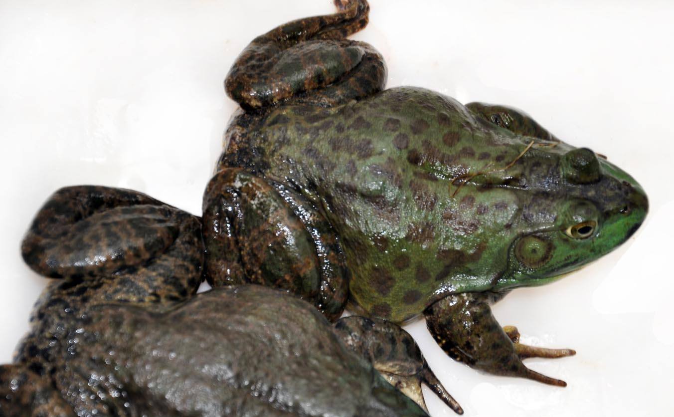 牛蛙肉质鲜嫩,深受人们喜欢,采用养殖4个要点,牛蛙品质会更好